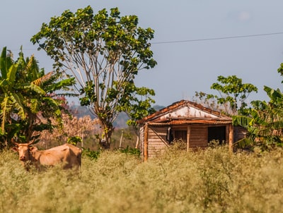 棕色的牛站在棕色的木屋附近